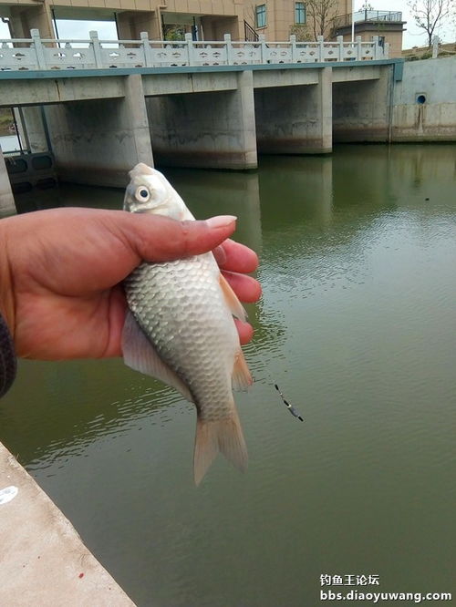 湖北釣魚王漁具公司 海竿打窩方法詳解與銷售推薦