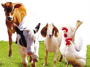 畜禽品種消亡加劇 從垂釣看生物多樣性的守望