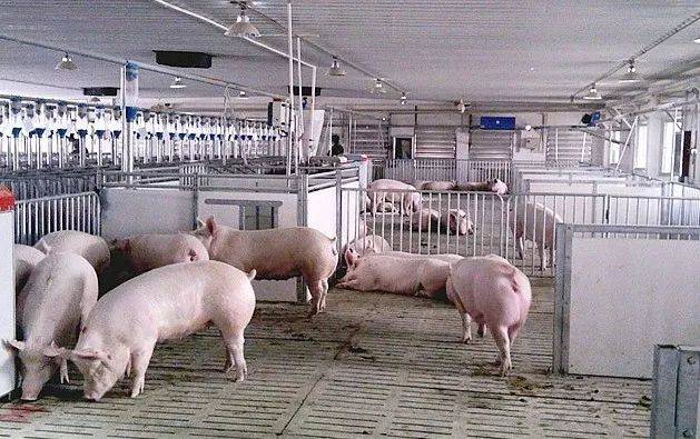 非洲豬瘟為何先感染母豬和育肥豬，再感染保育豬？