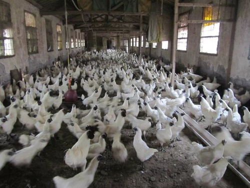 中央一號文件引爆三農(nóng)圈 外媒關(guān)注蜜蜂對有機農(nóng)業(yè)重要性，助力農(nóng)產(chǎn)品銷售升級